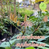 ราคา หางไหลแดง สมุนไพรไล่แมลง กำจัดแมลง ต้นกล้าพร้อมปลูก (7114304834)