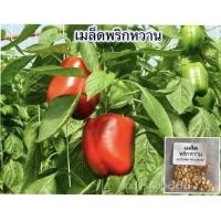 ราคา เมล็ดพันธุ์ เมล็ดพริกหวาน พริกหวานเขียว พริกหวานแดง 30 350 เมล็ดปลูกง่าย ผลผลิตสูง ซื้อ10 แถม 1 คละได้ (18662296361)