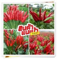 ราคา เมล็ดพันธุ์พริกช่อฟ้าจีนดกมาก ปลูกได้ทั้งปี ตลาดต้องการสูง 500 เม็ด ซอง (12381292855)