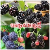ราคา เมล็ดพันธุ์แบลคเบอรี่ ซองละ 30เมล็ด จำนวน 1 ซอง ฟรีคู่มือการเพาะ (7937329799)
