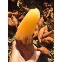ราคา บัวหิมะสดจากดอยอ่างขาง เชียงใหม่ ขายเป็นกิโล (10154178327)