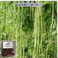 ราคา เมล็ดพันธุ์ ถั่วฝักยาว ถั่วค้าง ถั่วผักยาวเขียว 15 250 เมล็ด ปลูกง่าย ผลผลิตไว 10 แถม 1 คละได้ (18661696110)