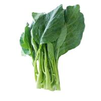 ราคา แม่คะน้า สด สะอาด รับประกันคุณภาพ (14979241829)