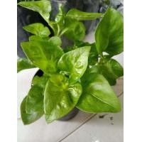 ราคา วอเตอร์เครสฮาวาย กระถาว 4 นิ้ว (7920129916)