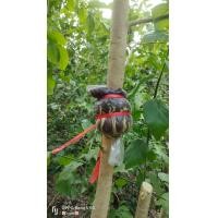 ราคา กิ่งตอนผักหวานป่า1กิ่ง ไซ์เล็ก (20104710945)