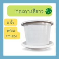 ราคา กระถางต้นไม้สีขาว พร้อม จานรองกระถาง 8 นิ้ว ปากกว้าง 7 5 นิ้ว กระถาง จานรอง สีขาว (12588497140)