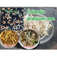 ราคา ถั่วลิสงเพาะงอกหัวโต 500กรัม อัตรางอก 90 (10019002025)