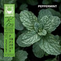 ราคา KARMAKAMET Original Room Perfume Diffuser Single คามาคาเมต ก้านไม้หอมกระจายกลิ่น น้ำหอมบ้าน ก้านไม้หอม น้ำหอมปรับอากาศ บ้านหอม (1717964744)