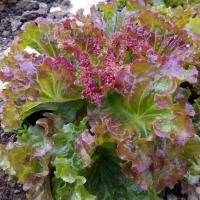 ราคา เมล็ดพันธุ์ ผักกาดหอม ผักกาดหอมแดง 1100 เมล็ด 10 เเถม 1คละได้ (8797302624)