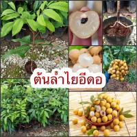 ราคา จัดโปรพิเศษ ต้นละ 89 ต้นลำใยอีดอ เสียบยอด กิ่งพันธุ์แท้พร้อมปลูก คัดพิเศษสวยทุกต้น รสชาติหวาน เมล็ดเล็ก เนื้อเยอะ (15914399577)