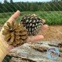 ราคา ลูกสน แทะลับฟัน สัตว์ฟันแทะ สัตว์เลี้ยง สัตว์เล็ก ไม้แทะ ไม้แอปเปิ้ล ไผ่หวาน กระต่าย กระรอก ชูการ์ แฮมเตอร์ ดอร์เมาส์ เม่นแคระ (13937733457)