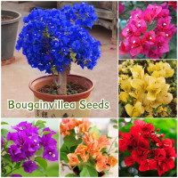 ราคา ปลูกง่าย เมล็ดสด100 เมล็ดพันธุ์ ต้นเฟื่องฟ้าแคระ บรรจุ 100 เมล็ด คละสี Bougainvillea Seeds เมล็ดดอกไม้ บอนสีราคาถูก เมล็ดบอนสี ต้นไม้มงคล บอนสี ต้นดอกไม้สวยๆ เมล็ดพันธุ์ดอกไม้ ไม้ประดับ พันธุ์ดอกไม้ ต