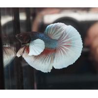 ราคา ปลากัด หูช้าง HM คละสี สวยงาม big ear HM มีประกันสินค้า (15969742461)