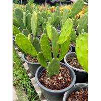 ราคา หูกระต่าย แคคตัส โอพันเทีย มาในกระถางใหญ่พร้อมตั้ง (15246136945)