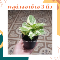 ราคา ต้นพลูด่างงาช้าง กระถาง 3 นิ้ว (5385354829)