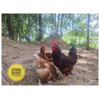 ราคา ไข่เชื้อพ่อโรดไอแลนด์เรดสายอเมริกา แม่ไก่ไข่ไฮบริด 10 แถม 2 ฟอง สำหรับฟัก ไข่ดี ไข่ดก ไข่นาน ใบใหญ่ (7945545199)