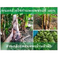 ราคา หน่อกล้วยไข่ กำแพงเพชร แท้ 100 ราคาหน่อละ 28 บาท (8998568593)