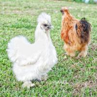 ราคา ชุด 2 ฟอง ไข่เชื้อ ไก่ซิลกี้ ไก่สวยงาม พ่อแม่ไก่ตามรูป ไก่ซิลกี้อเมริกาเเท้ รับประกันไข่แตกระหว่างขนส่ง (19098652904)