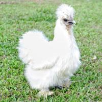 ราคา ไข่ชุด 2 ฟอง ไข่ไก่ชิลกี้ พ่อพันธุ์ แม่พันธุ์ สีตามรูปที่ลง อเมริกาเเท้ รับประกันไข่เชื้อแตกระหว่างขนส่ง (19121958926)