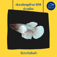 ราคา ปลากัดหูช้าง HM ตัวเมีย พร้อมรัด ไข่แน่น หูช้างหางยาวตัวเมีย มีประกันสินค้า (13534873543)