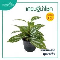 ราคา ต้นเศรษฐีนำโชค กระถาง 3 นิ้ว ต้นไม้ฟอกอากาศ ต้นไม้ในร่ม ต้นไม้มงคล ต้นไม้ (20364003019)
