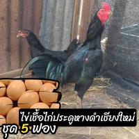 ราคา ไข่เชื้อไก่ประดูหางดำเชียงใหม่ ชุด 5 ฟอง สำหรับฟัก (15641407222)