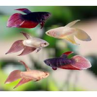 ราคา ปลากัดจีน ตัวเมีย ไข่แน่นๆ มีหลากหลายสีสันสดสวยงาม มีรับประกันสินค้า (19089965087)