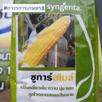 ราคา เมล็ดพันธุ์ข้าวโพดหวานไฮ บริกซ์59ชูก้าร์สไมล์ สีเหลืองอ่อน หวาน หอม อร่อย เมล็ดร่อนไม่ติดฝัก1กก (18583437134)