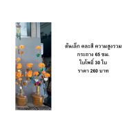 ราคา ต้นกฐิน ต้นผ้าป่า ใบโพธิ์เงิน โพธิ์ทอง โพธิ์หลายสี เล็ก กลาง ใหญ่ (7964643984)
