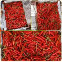 ราคา เมล็ดพันธุ์พริกชีฟ้า อัมพวา 5 กรัม ประมาณ 1000 เมล็ด (20229149427)