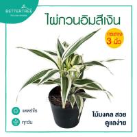 ราคา กวนอิมเงิน กระถาง 3 นิ้ว ต้นไม้ฟอกอากาศ ต้นไม้ในร่ม ต้นไม้มงคล ต้นไม้ (20363976137)