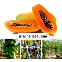 ราคา เมล็ดพันธุ์ มะละกอฮอลแลนด์ ขนาด 50 กรัม ประมาณ 2500 เมล็ด (8548979771)