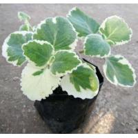 ราคา ต้นหูเสือด่าง หูเสือผักสมุนไพรพื้นบ้าน (20176431491)