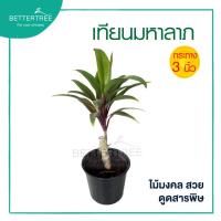 ราคา เทียนมหาลาภ กระถาง 3 นิ้ว ต้นไม้ฟอกอากาศ ต้นไม้ในร่ม ต้นไม้มงคล ต้นไม้ (20363963116)