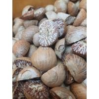 ราคา หมากแห้ง หมากแห้งผ่าครึ่ง က မ သ ခ က က မ သ หมากตากแห้ง หมากซีก หมากพม่า หมากพลู หมากคัดคุณภาพ หมากตากปห้ง ของพม่า น่ารัปทาน (17901994705)