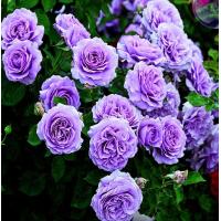 ราคา 25เมล็ด เมล็ดกุหลาบ อังกฤษ พันธุ์เลื้อย สีม่วง สายพันธุ์ เมล็ดกุหลาบ ดอกกุหลาบ ปลูกกุหลาบ กุหลาบหนู อัตรางอก 70 80 Rose Seed (9079310540)