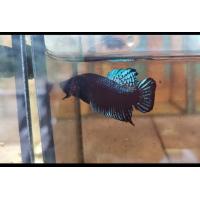 ราคา ปลากัดอินโด หนังดีเขี้ยวยาว (19274779826)