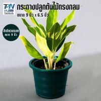 ราคา กระถางปลูกต้นไม้พลาสติก ทรงกลมปกติ ขนาด กว้าง 9 นิ้ว สูง 6 5 นิ้ว มี 9 สี ราคาโรงงาน กระถางพลาสติก กระถางต้นไม้ TMN Hubs (8379982787)