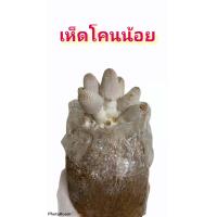 ราคา เห็ดโคนน้อยชุด 12 ก้อน ราคา 130 บาท มีคู่มือส่งให้ฟรี (9487721387)