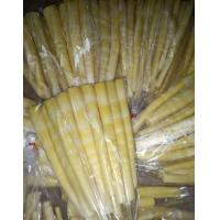 ราคา หน่อไม้สดนึ่งสุกอัดถุง ถุงละ500กรัม หน่อไม้ใหม่ปี66 หน่อไม้นึ่ง หน่อไม้ถุง (20345093652)