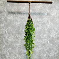 ราคา ต้นเดฟ ในตระกร้าหวาย แขวนประดับ พุ่มขนาดใหญ่ (19803425696)