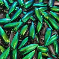 ราคา ปีกแมลงทับ 50 200 ปีก สำหรับงานประดิษฐ์ งานฝีมือ ทำเครื่องประดับ ปีกแมลงทับเจาะรู สีเขียวมรกต ปีกแมงทับ Jewel Beetle Wings (19091239345)