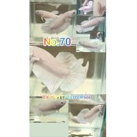 ราคา ปลากัดสีขาว 2 ตัวผู้ เมีย พร้อมผสมพันธุ์ ปลากัดชุปเปอร์ไวท์ ปลากัดสวยงาม ปลากัดไทย ปลากัดอาชีพเสริม ปลากัดพร้อมผสม ปลากัดสวยๆ สีขาว 2ตัวผู้ เมีย ขนาด 1 3 1 6 พร้อมรัด (20053443967)