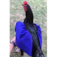 ราคา ถุงคุมปีกไก่ชน นวมไก่ชน ไก่ชน ปีกไก่ สำคัญแค่ไหน คนรักไก่รู้ดีค่ะ คลุมปีกไก่ กันน้ำ ป้องกันเวลาเช็ดน้ำไก่ ไม่ให้ปีกเสียหาย (8337139122)