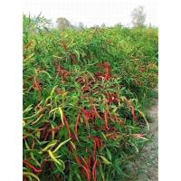 ราคา เมล็ดพันธุ์พริกยอดสน 1 ซอง 1000 เมล็ด50บาท (20222957390)