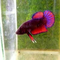 ราคา ปลากัดเก่ง กัดหม้อพันธุ์ดุ สายกัด หม้อ ปลากัดเก่ง สำหรับคนที่กำลังมองหาสายกัด จัดส่งด่วน รับประกันคุณภาพ (19388380029)