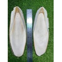 ราคา กระดองปลาหมึก นก กระดองหมึก ลิ้นทะเล อาหารเสริมนก แคลเซียม (11300699534)