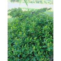 ราคา เมล็ดพันธุ์พริกขี้หนูสวนเม็ดเล็ก 1 ซองบรรจุ 500 เมล็ด 100 บาท (20225412371)