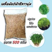 ราคา เมล็ดผักชีลาว ทรงพุ่ม หนัก 500กรัม เมล็ดพันธุ์ผักชีลาว เมล็ดพันธุ์ผัก เมล็ดสมบรูณ์ โตง่าย โตเร็ว ผลผลิตงาม (18705421174)