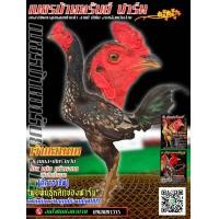 ราคา ไข่ไก่ชนสายเลือดเงินล้านนำเข้าผสมกับแม่พันสายเลือดเงินล้าน โรงหมี่ โกเซ้ม ส มีสุวรร ชัยยัย ราคาฟองละ120บาทพิเศษซื้อ3แถม1รับประกันเชื้อ (16760563081)